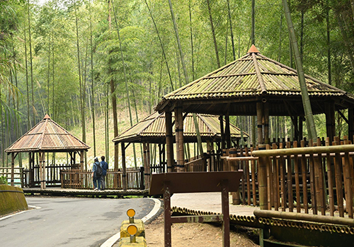 London Design Winner - Forest Union corp. - Forest therapy