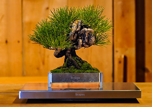 London Design Awards - Scapes BONSAI