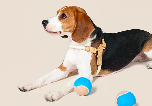 London Design Awards - Bagel, be good! | Reimagining Everyday Pet Essentials